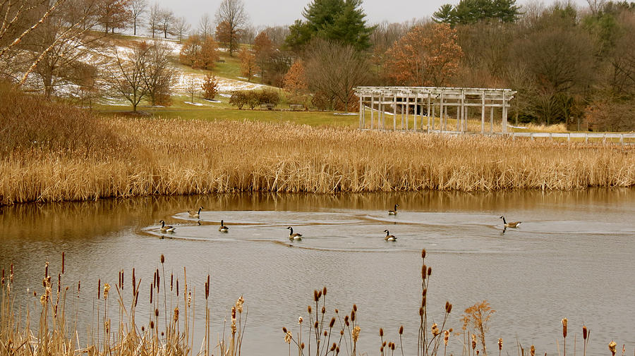 Geese on Winter Pond Photograph by Azthet Photography