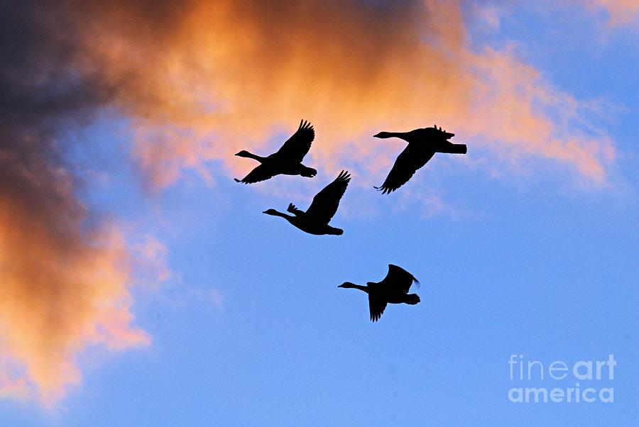 Geese Silhouetted at Sunset - 1 Photograph by Larry Ricker