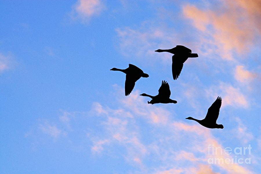Nature Photograph - Geese Silhouetted at Sunset - 2 by Larry Ricker