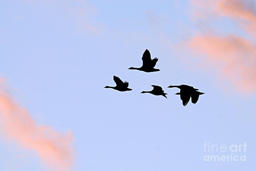 Geese Silhouetted at Sunset - 3 Photograph by Larry Ricker