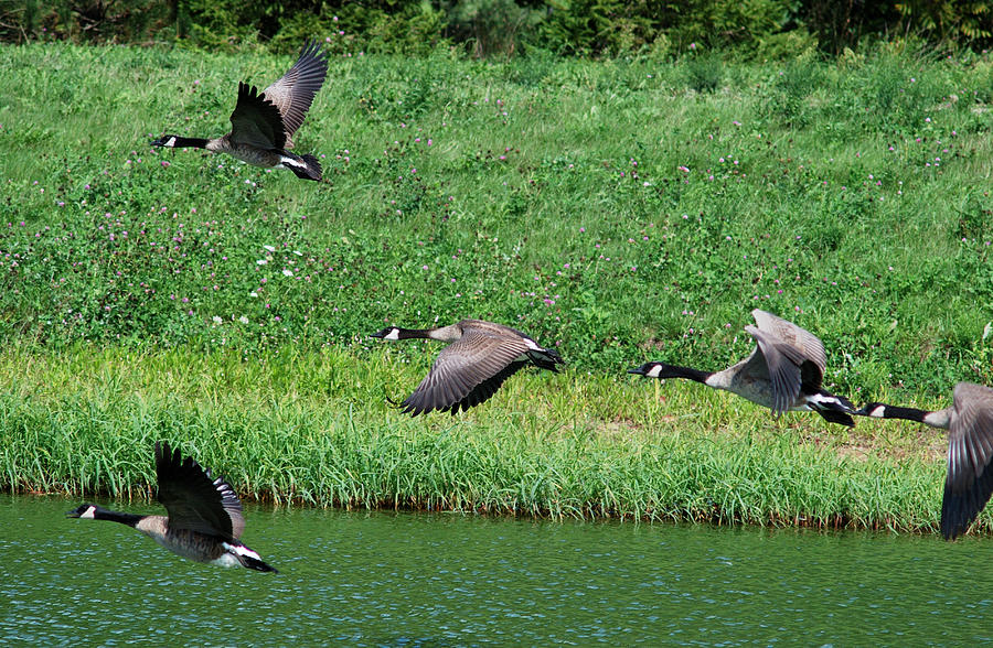 GEESE -TAKING OFF IN FLIGHT No. 3 Photograph by Janice Adomeit