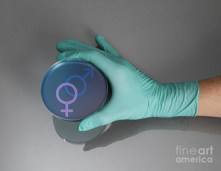 Gender Symbol Petri Dish Photograph by Photo Researchers