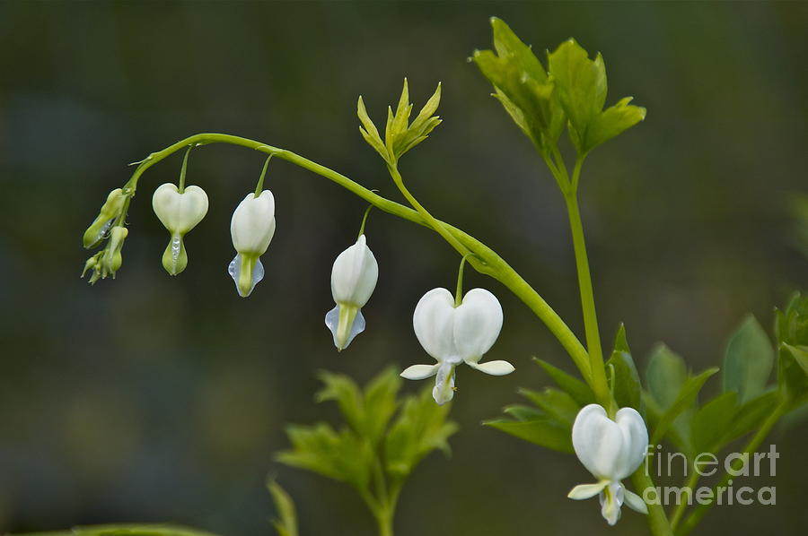 Genemes Bleeding Hearts Photograph by Sean Griffin