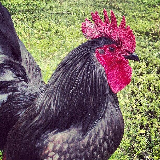 Rooster Photograph - General Hightower Keeping An Eye On His by Emma Holton