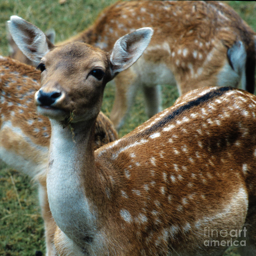 Gentle Deer Photograph by Heiko Koehrer-Wagner