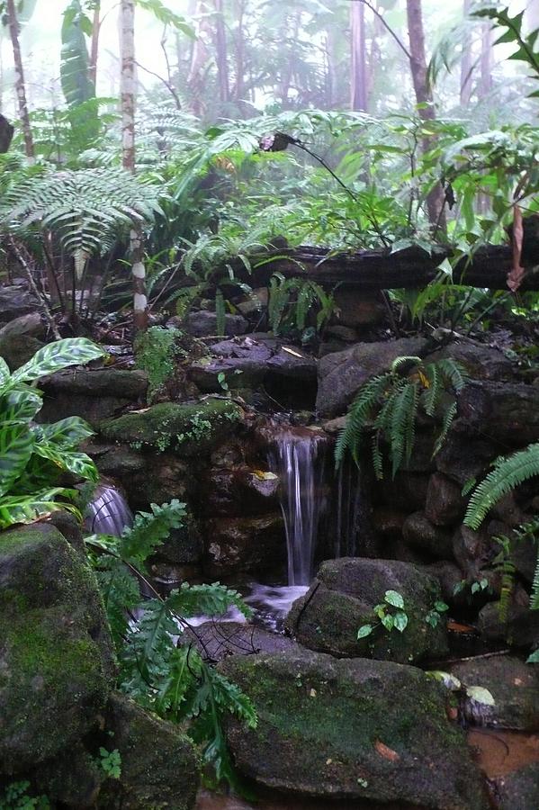 Gentle Jungle Brook Photograph by Gregory Smith