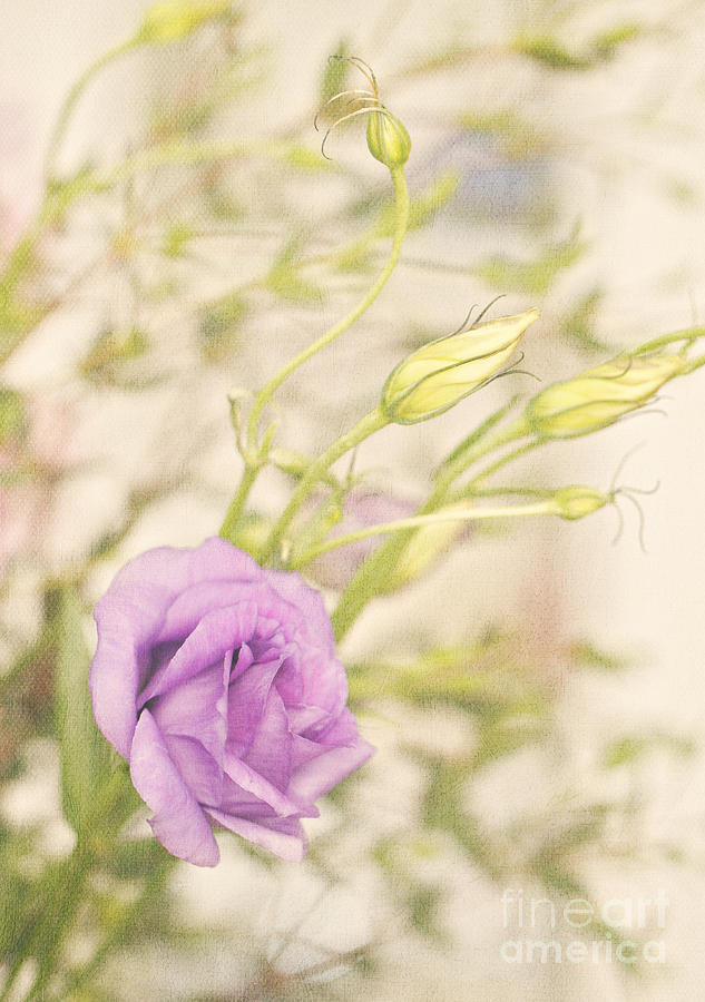 Gentle Lisianthus Painterly Photograph by Susan Gary