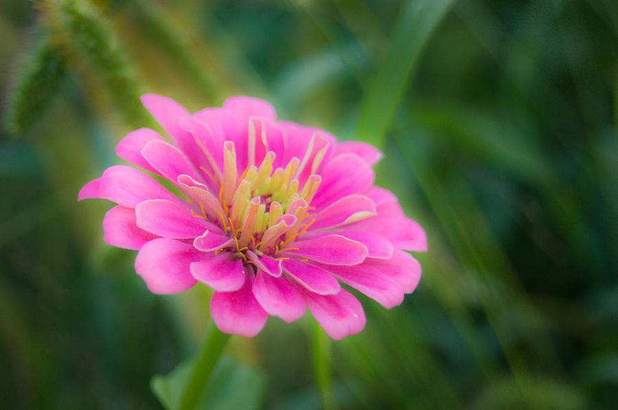 Flower Photograph - Gentle Reminder by Bill Pevlor