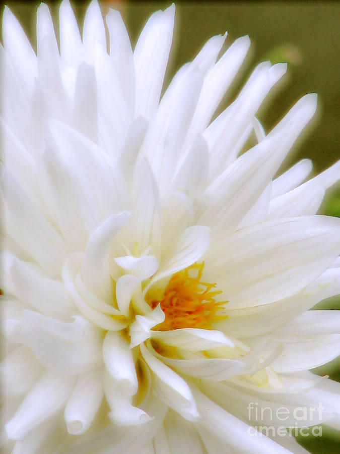 Flower Photograph - Gentleness by Rory Siegel