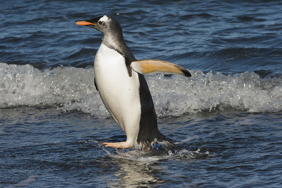 Gentoo Penguin Coming Ashore South Photograph by Flip Nicklin