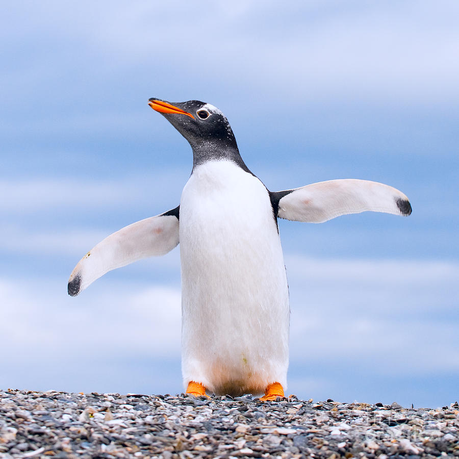 Gentoo Penguin Photograph By Konstantin Kalishko Fine Art America