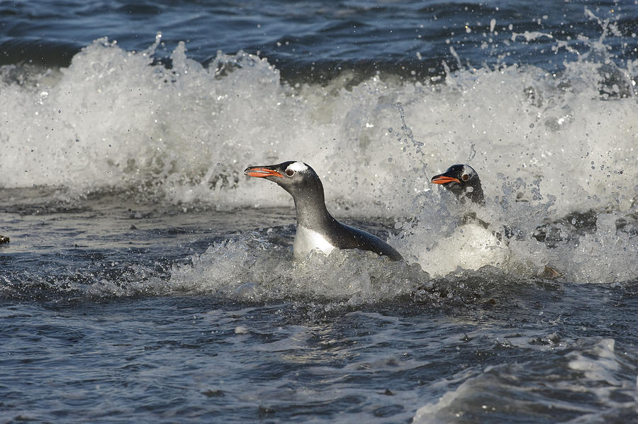 Gentoo Penguin Pair Coming Ashore South Photograph by Flip Nicklin