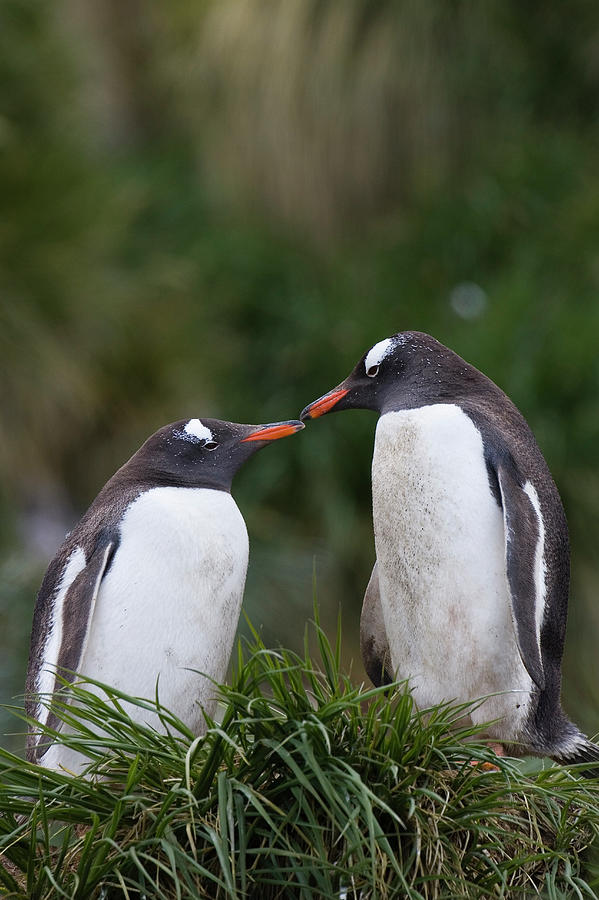 Gentoo Penguin Pygoscelis Papua Couple Photograph by Suzi Eszterhas
