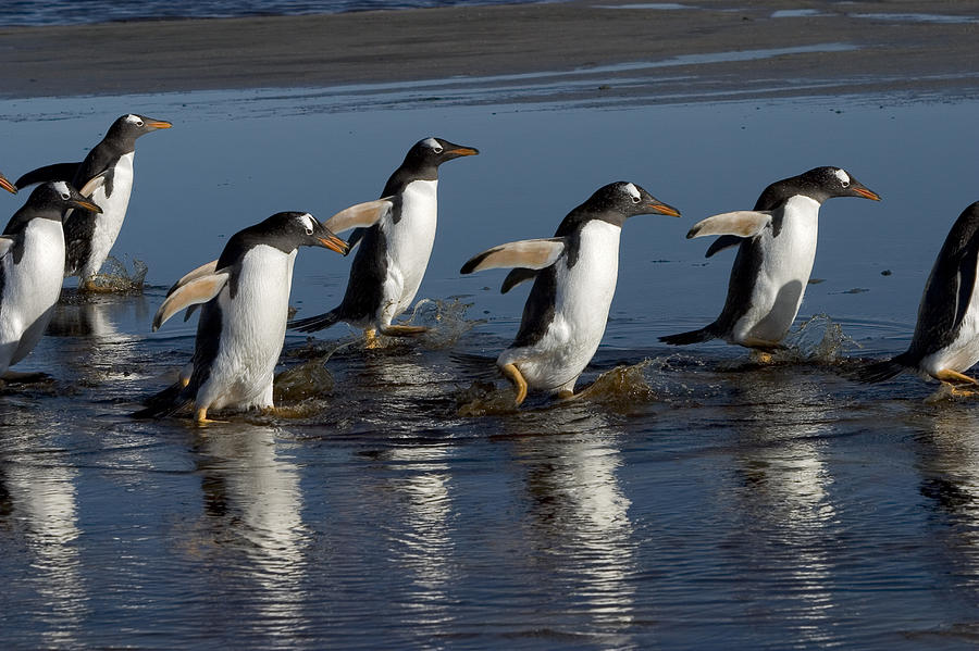 Gentoo Penguins Wading Photograph by Hiroya Minakuchi