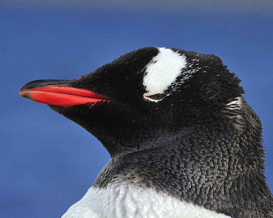 Penguin Photograph - Gentoo Penguin by Tony Beck
