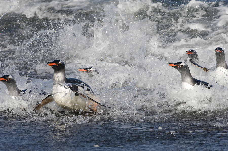 Gentoo Penguins Coming Ashore South Photograph by Flip Nicklin