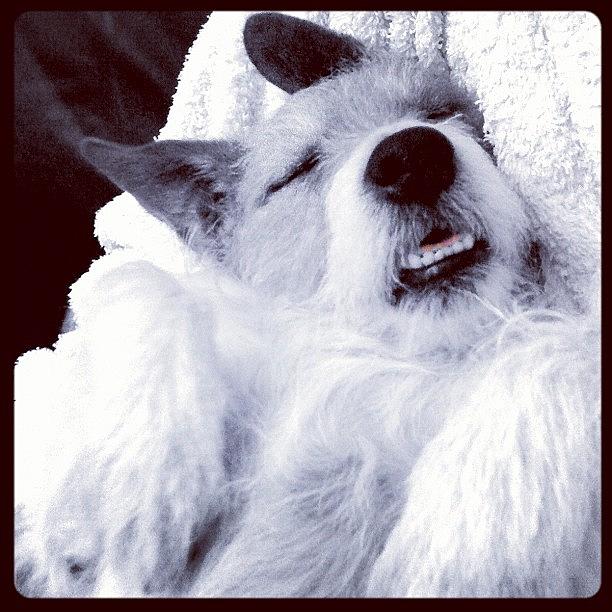 Dog Photograph - #geoff #dog #cute #jrt #dogsofinstagram by Adam Davies