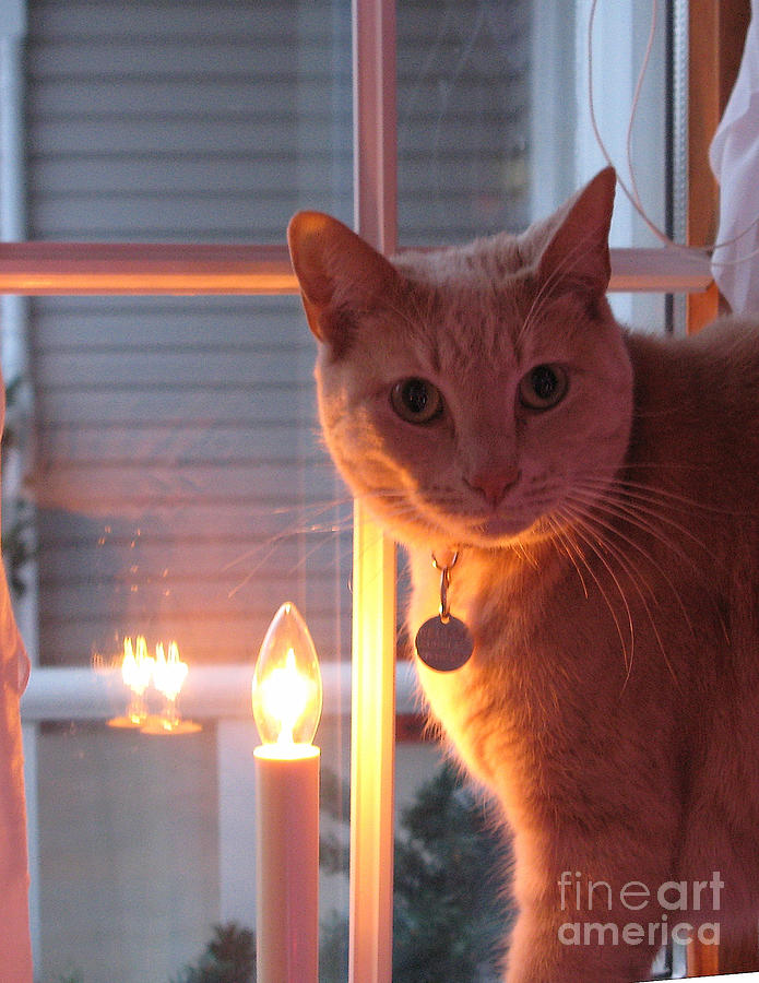 George by Candlelight Photograph by Jack Schultz