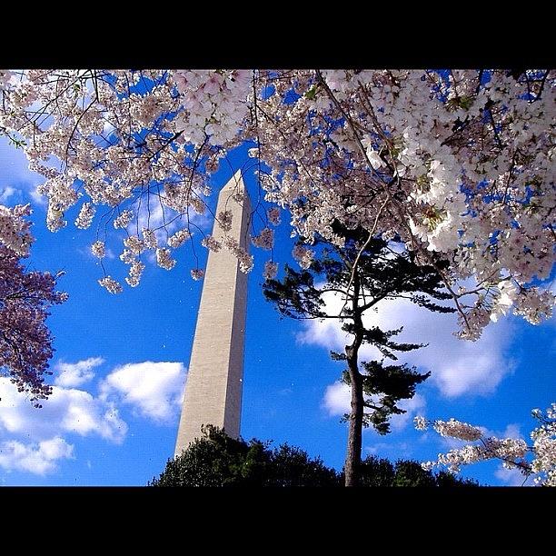 Flower Photograph - George Washington Monument - DC by Niko Nister