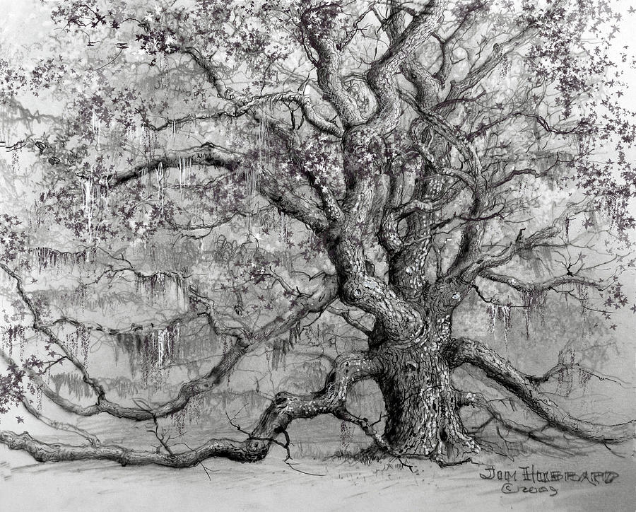 Live Oak Drawing by Jim Hubbard Fine Art America