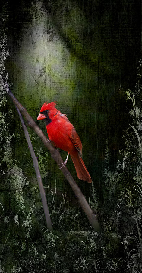 Nature Photograph - Georgia Cardinal Fine Art- Artist Cris Hayes by Cris Hayes