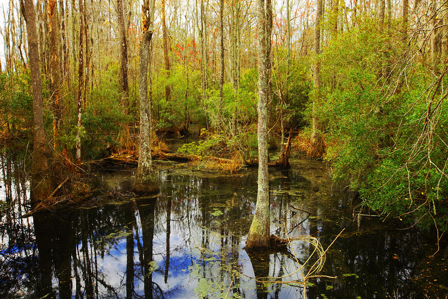 Georgia Swamp 2 Photograph by Sheila Kay McIntyre - Fine Art America