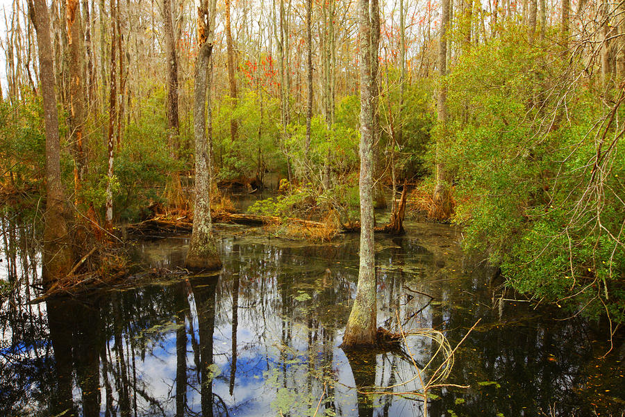 Georgia Swamp Photograph by Sheila Kay McIntyre - Fine Art America