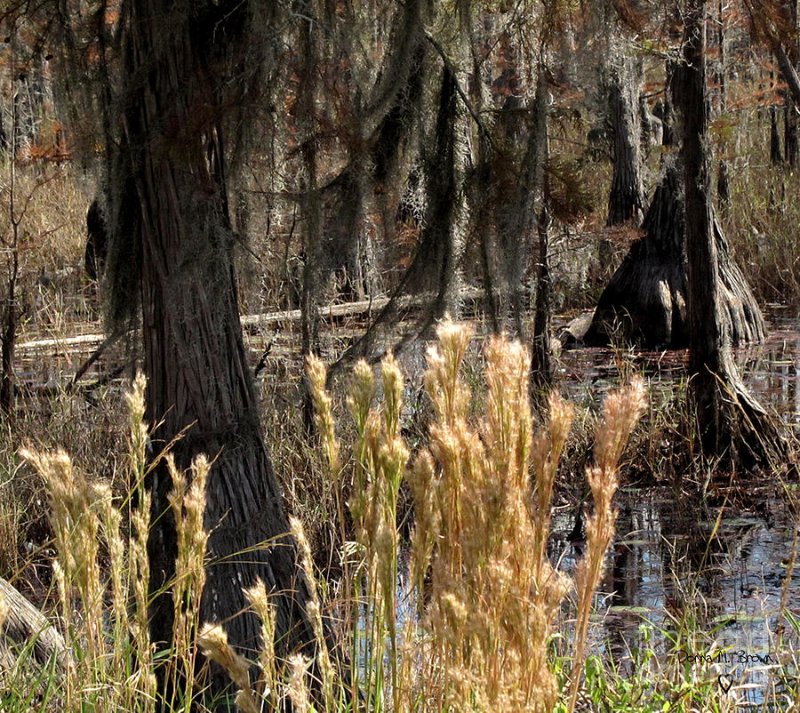 Georgia Swamps Photograph by Donna Brown