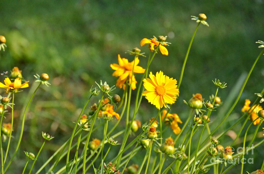 Georgia Wildflowers Photograph by Carol  Bradley