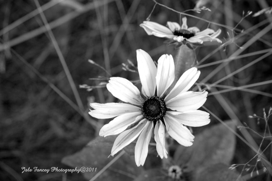 Georgian Bay Flowers BW Photograph by Jale Fancey