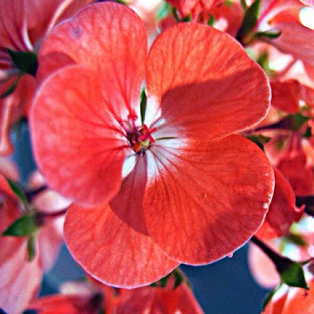 Unique Photograph - Geranium Beauty by Katie Phillips