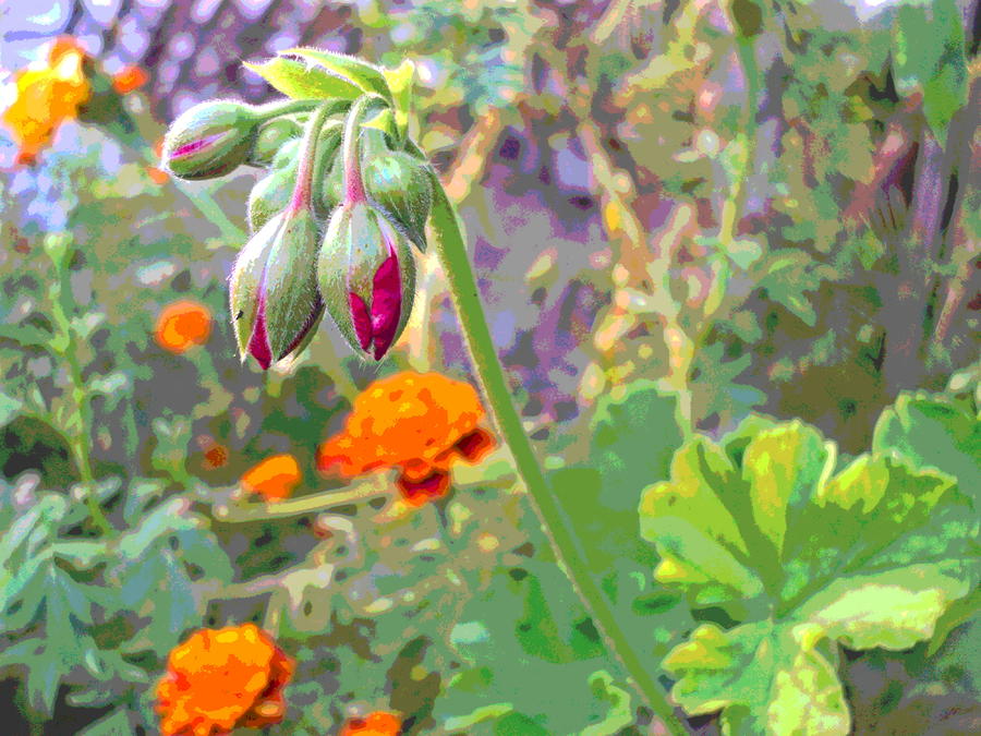 Geranium Buds and Marigolds Photograph by Padre Art