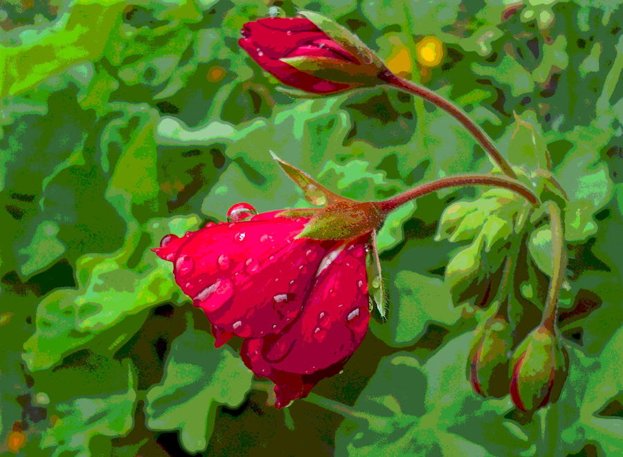 Geranium Buds with Rain Photograph by Padre Art