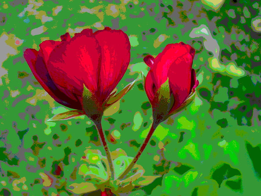 Geranium Flower and Bud Closeup Photograph by Padre Art