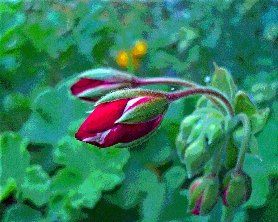 Geranium Flower Buds Macro Photograph by Padre Art