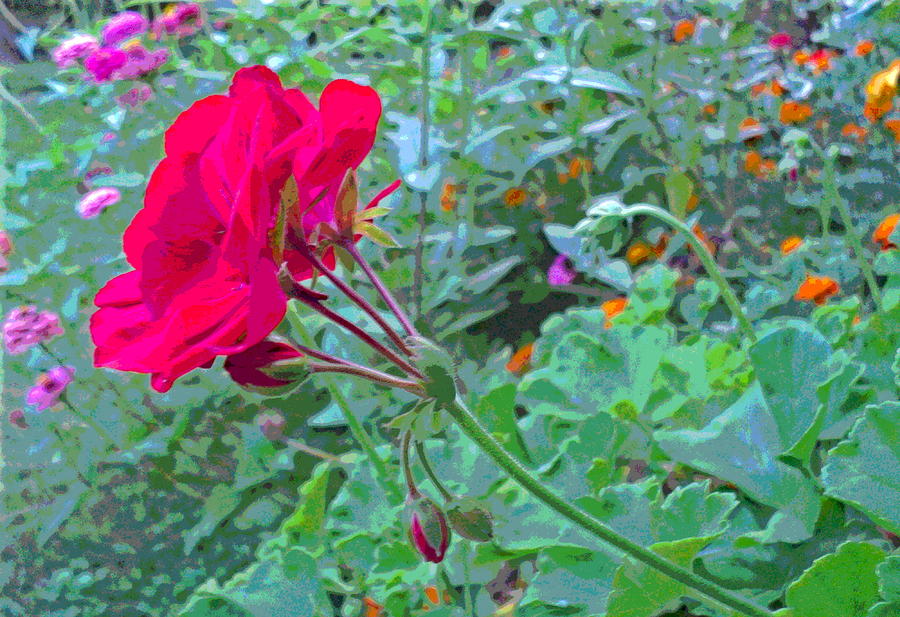 Geranium in Flower Garden Photograph by Padre Art