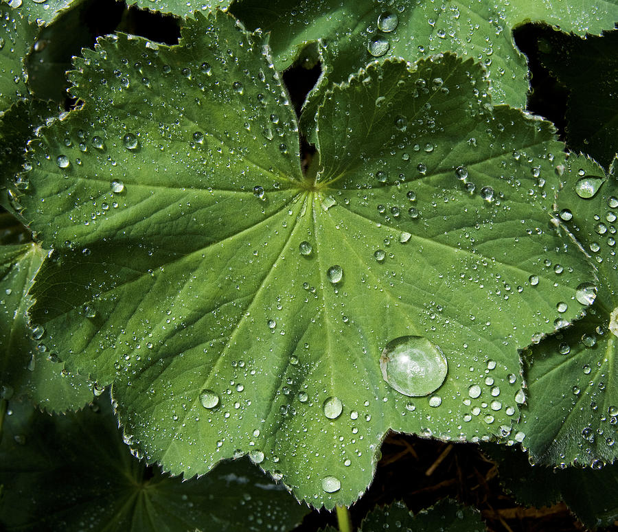 Nature Photograph - Geranium Leaf by Michael Friedman