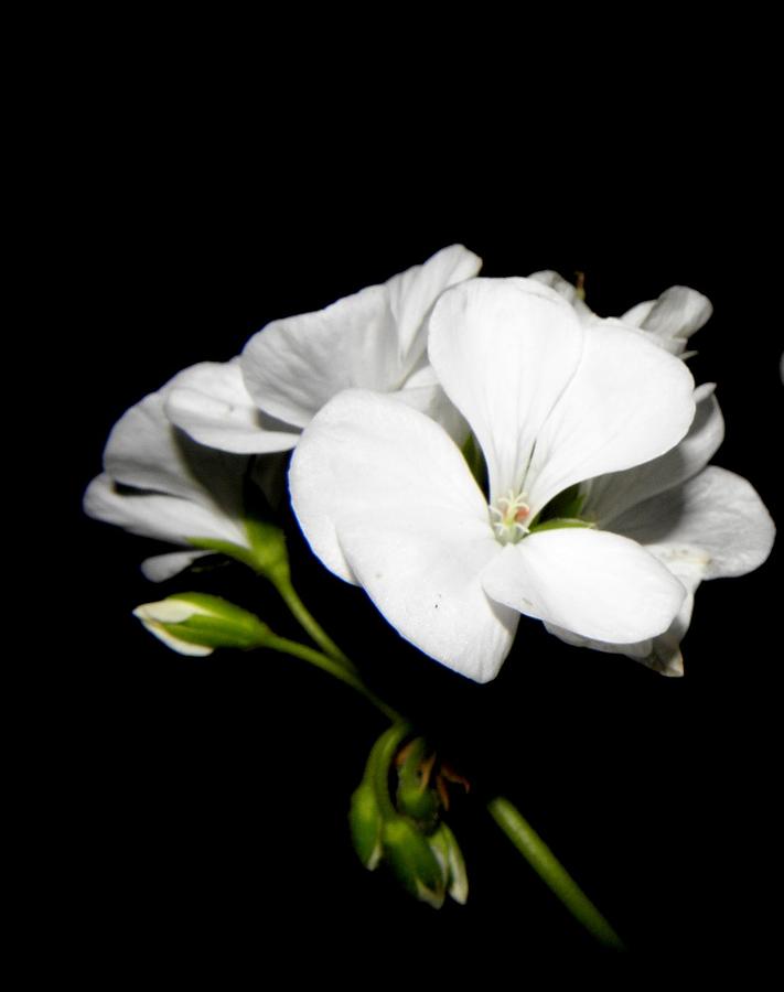 Geranium White Photograph by Kim Galluzzo