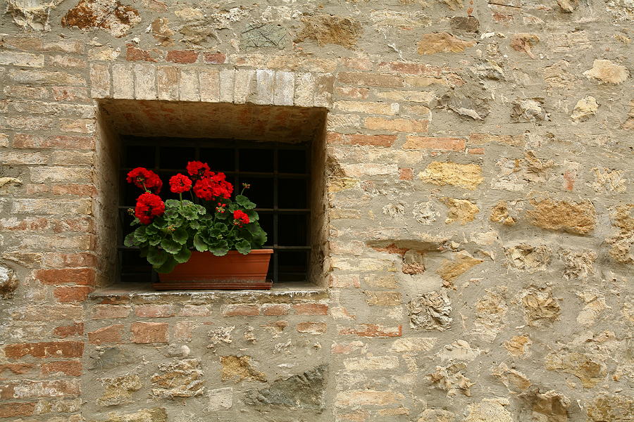 Geraniums In The Window Photograph