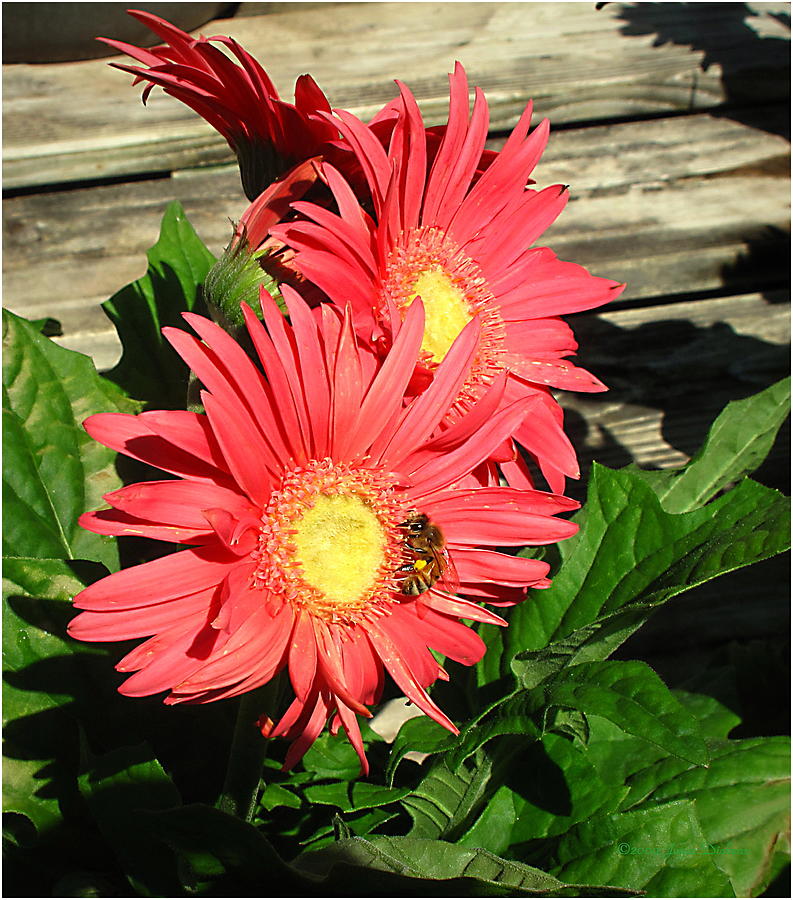 Gerbera and Bee Photograph by Joyce Dickens