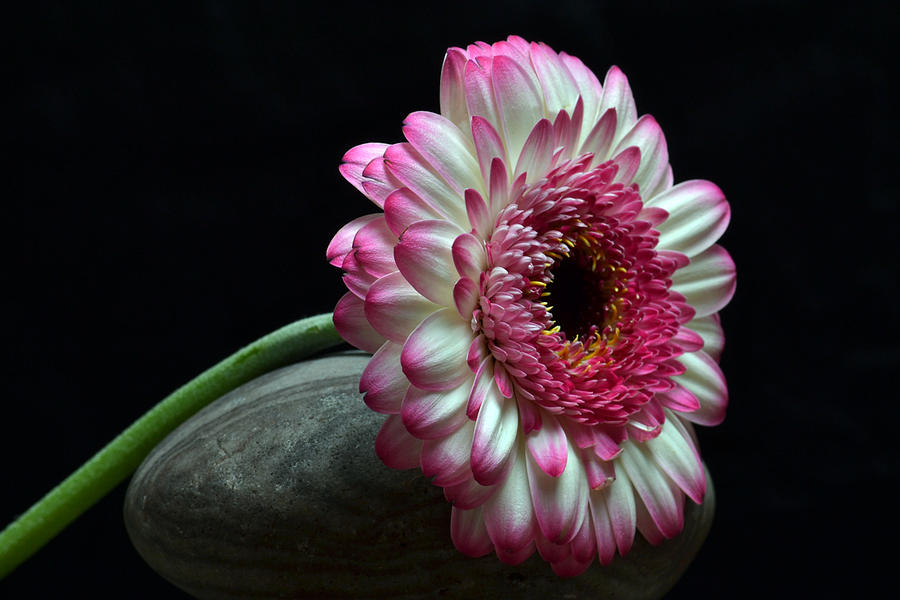 Gerbera At Rest Photograph by Terence Davis