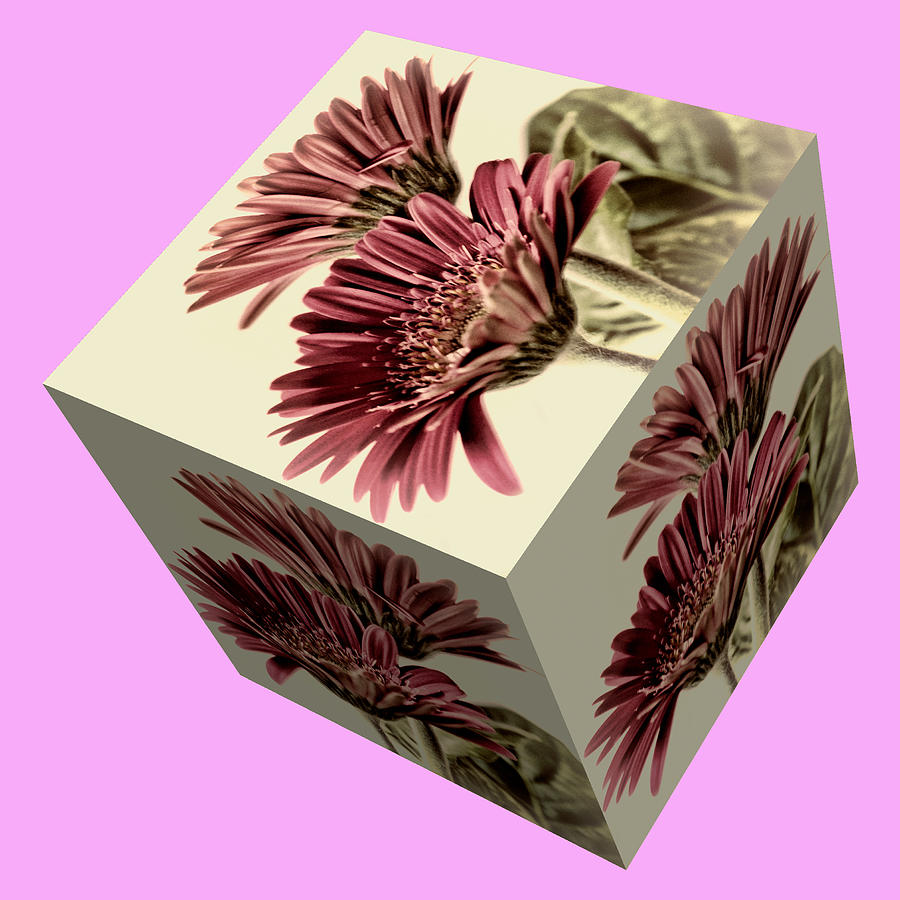 Gerbera Cube on Pink Photograph by Steve Purnell