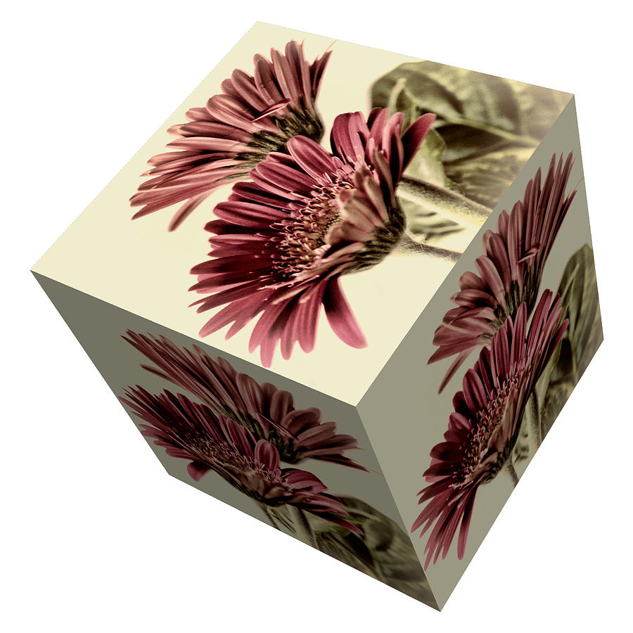 Gerbera Cube on White Photograph by Steve Purnell