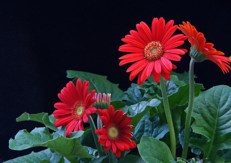 Gerbera Daisy 7 Photograph by Douglas Barnett | Fine Art America