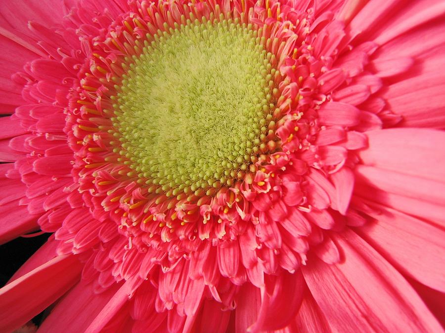 Gerbera Daisy Photograph by Chris Anderson