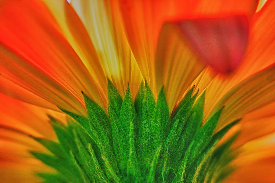 Up Movie Photograph - Gerbera explosion by Stelios Kleanthous