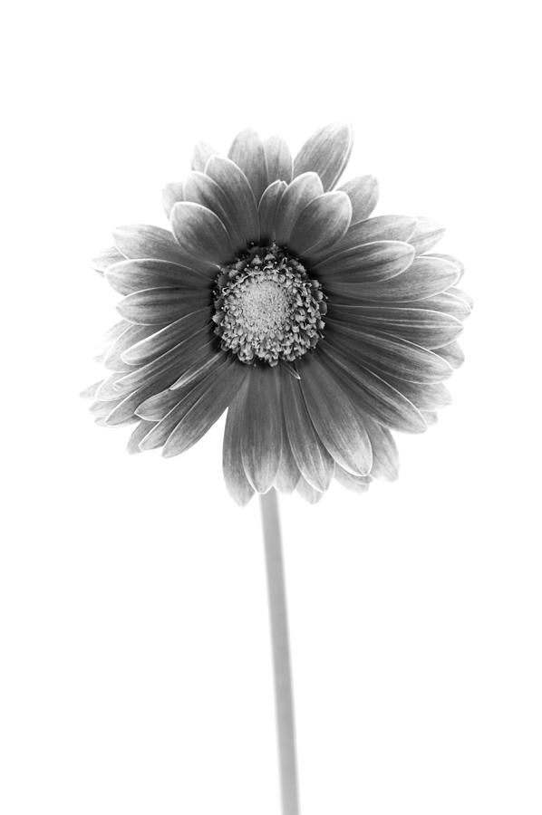 Daisy Photograph - Gerbera in Black and White by Sebastian Musial