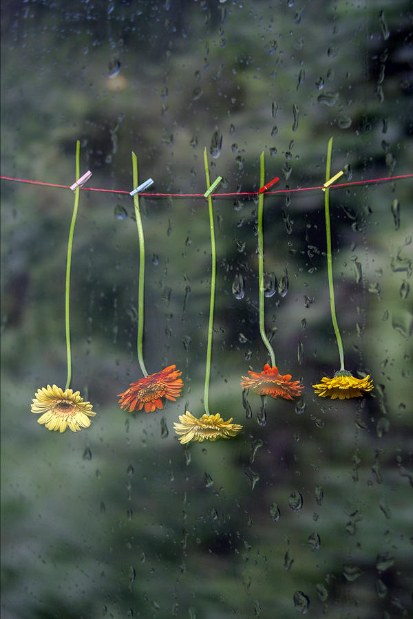 Flower Photograph - Gerbera In Rain by Joana Kruse