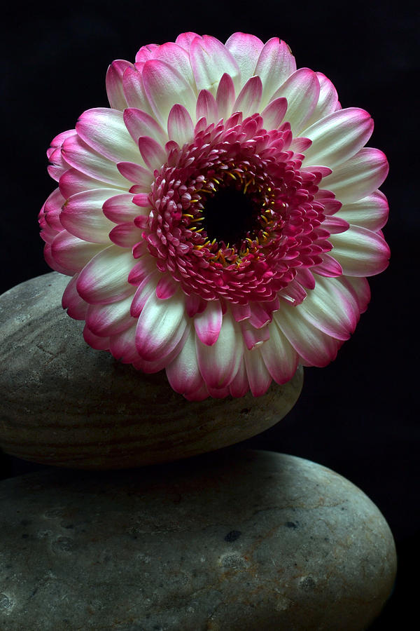 Gerbera On The Rocks Photograph by Terence Davis