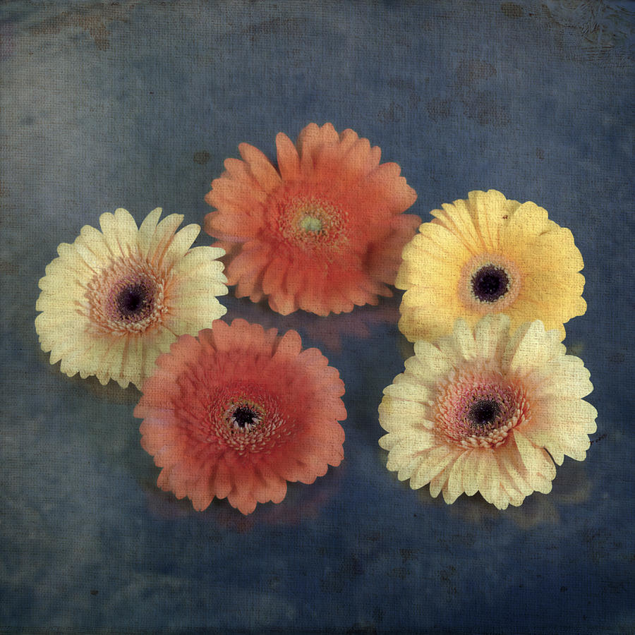 Flower Photograph - Gerberas by Joana Kruse
